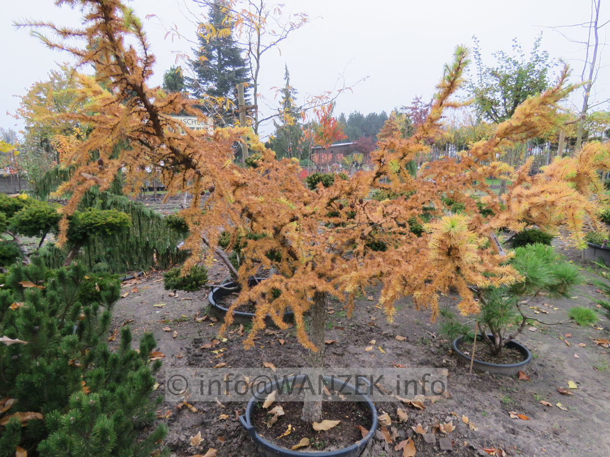Larix kaempferi Little Bogle 02.JPG